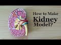 How to make kidney model  3d thermocolstyrofoam carving