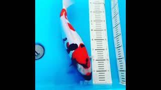 SHOWA HIKARIMONO SIZE 43CM-WA ONLY 0895326061666