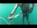 UKRAINIAN SPEARFISHING TEAM VIGO 2012 Лагутин Лаврак