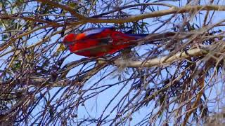 Capture Throw Window - Crimson Rosella At Home Garden 3 #Birds #Spring