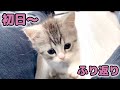 家に来たばかりの子猫がかわいすぎました‥