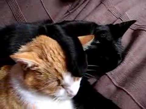  black  cat  VS red  cat  YouTube