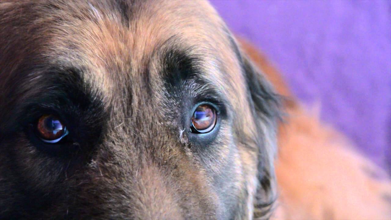 sintomas de perro maltratado sintomas de perro maltratado