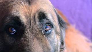Primeras caricias de un perro maltratado | Fundación Animal Rescue