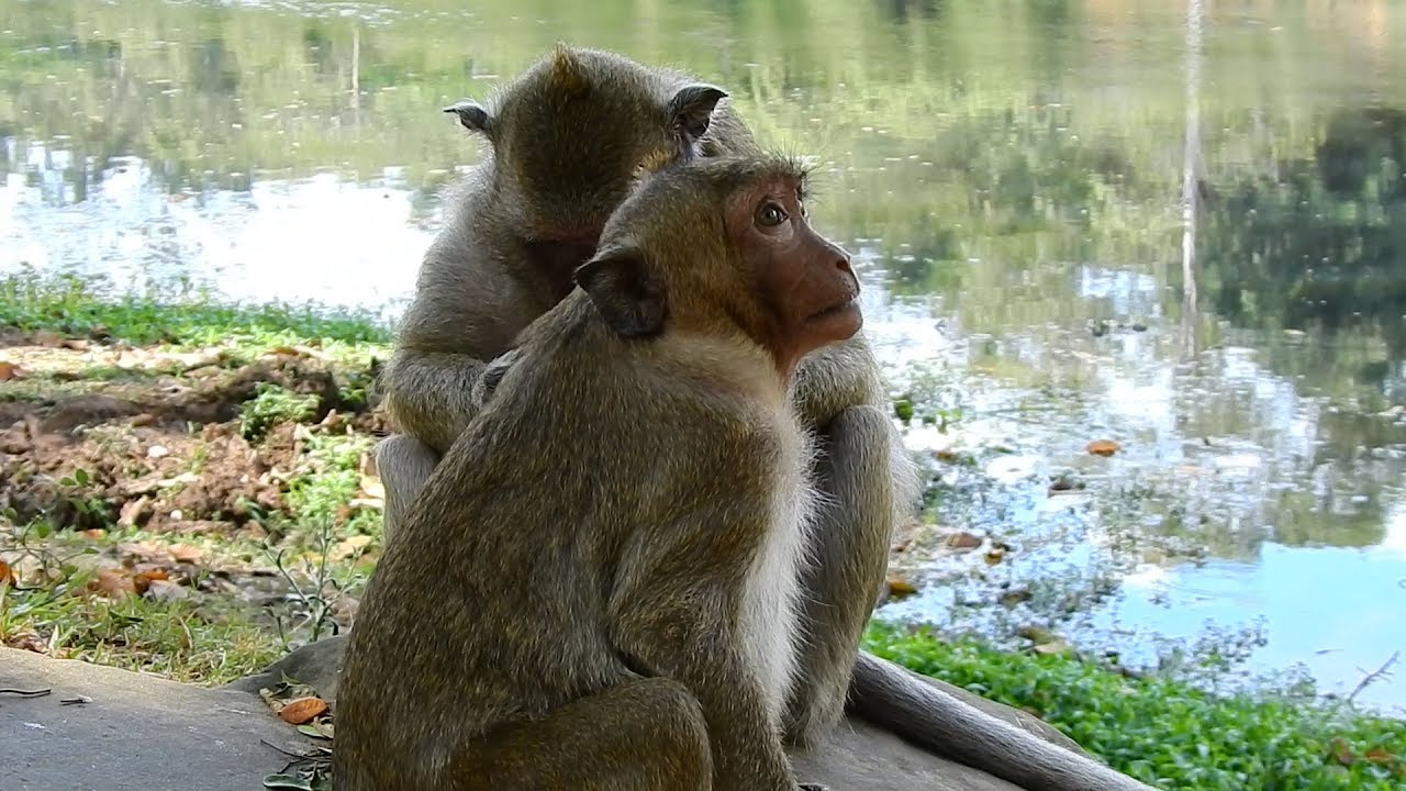 Sweet pea really happy when he had take care and grooming when he sick / Monkey post