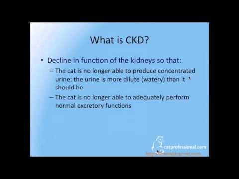successful-long-term-care-of-cats-with-kidney-problem-part-1