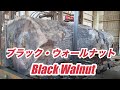 【製材】ブラック・ウォールナット・American Black Walnut Sawing!!