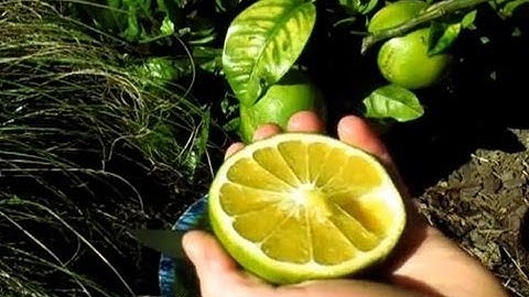 Fruiting Grapefruit Tree - Problems & Solutions