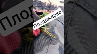 плодожерка,механічний спосіб боротьби
