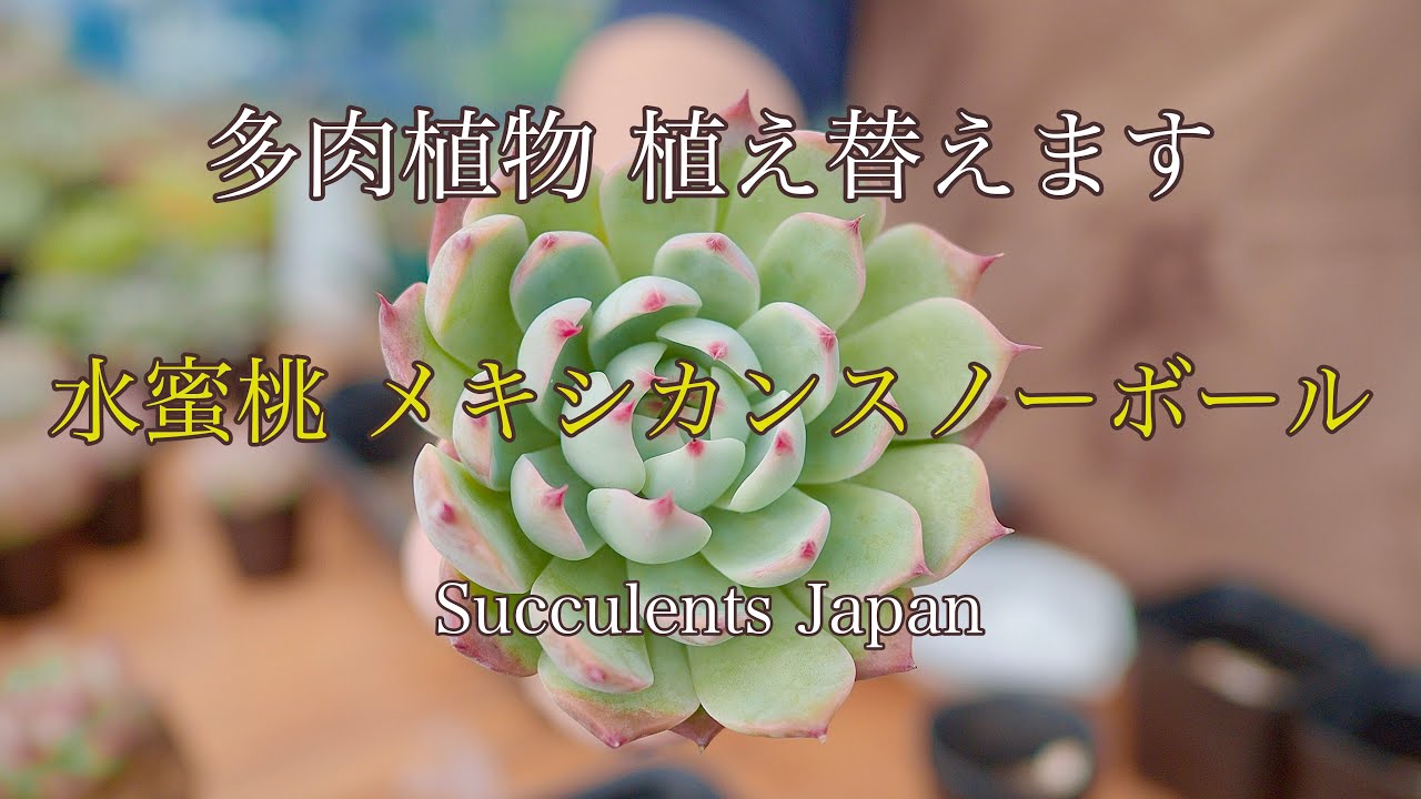 多肉植物]メキシカンスノーボールと水蜜桃 植え替え2022 .11 - YouTube