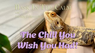 Celebrity Bask in the Calm: Episode 1 – Freddy’s Sun-Soaked Basking Bliss Wealth