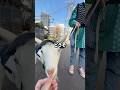 お散歩中のヤギを撮ってみた