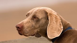 Weimaraner vs Rhodes