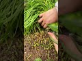 memanen kucai hijau segar dengan rapi dari kebun tanah menggunakan gunting pemotong tajam