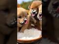 Hungry Puppies Learn Kindness From a Duck