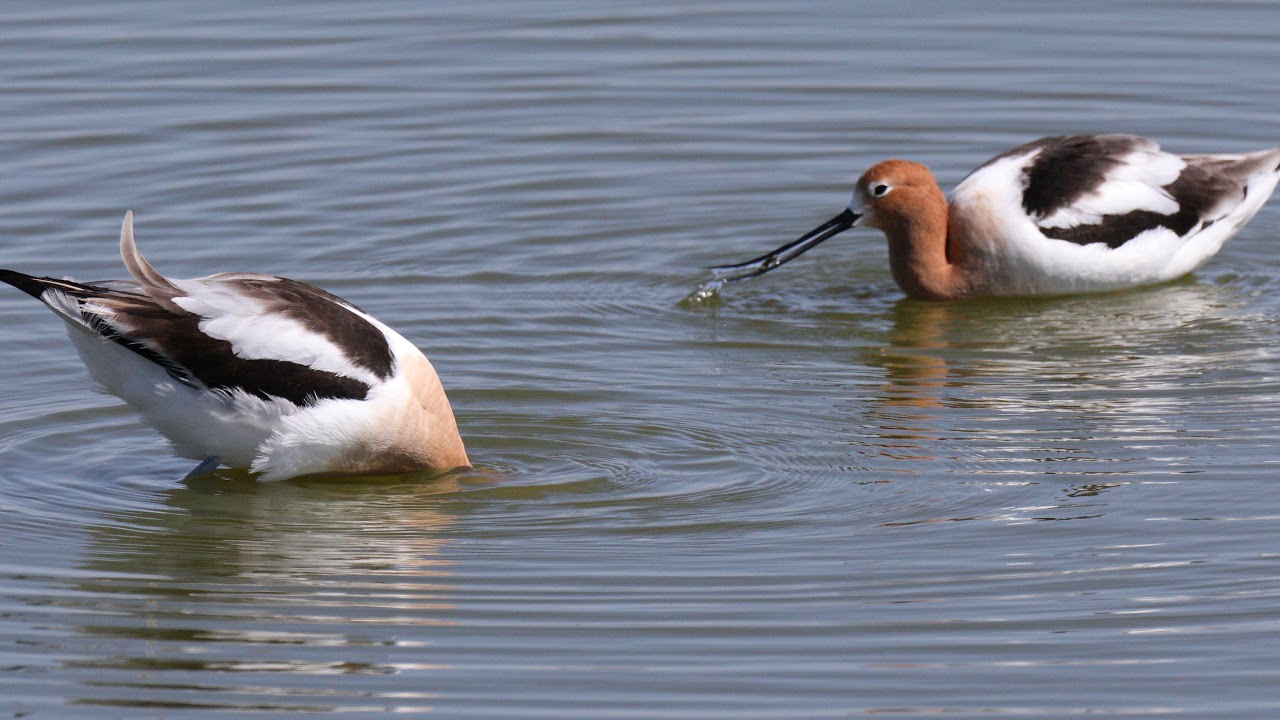 American Avocets feeding