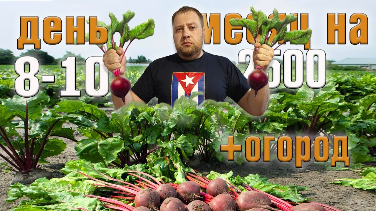 Месяц  2500 рублей  на еду + огород. День 8-10.