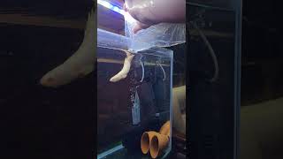 Aquarium fish # Senegal fish 6 inches