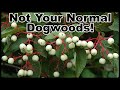 Attract pollinators and wildlife with thicket dogwoods