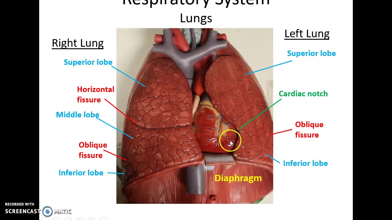 Human Anatomy Chapter 23: The Respiratory System Part 2 - YouTube
