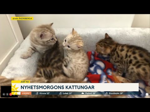 Nymos kattungar blir