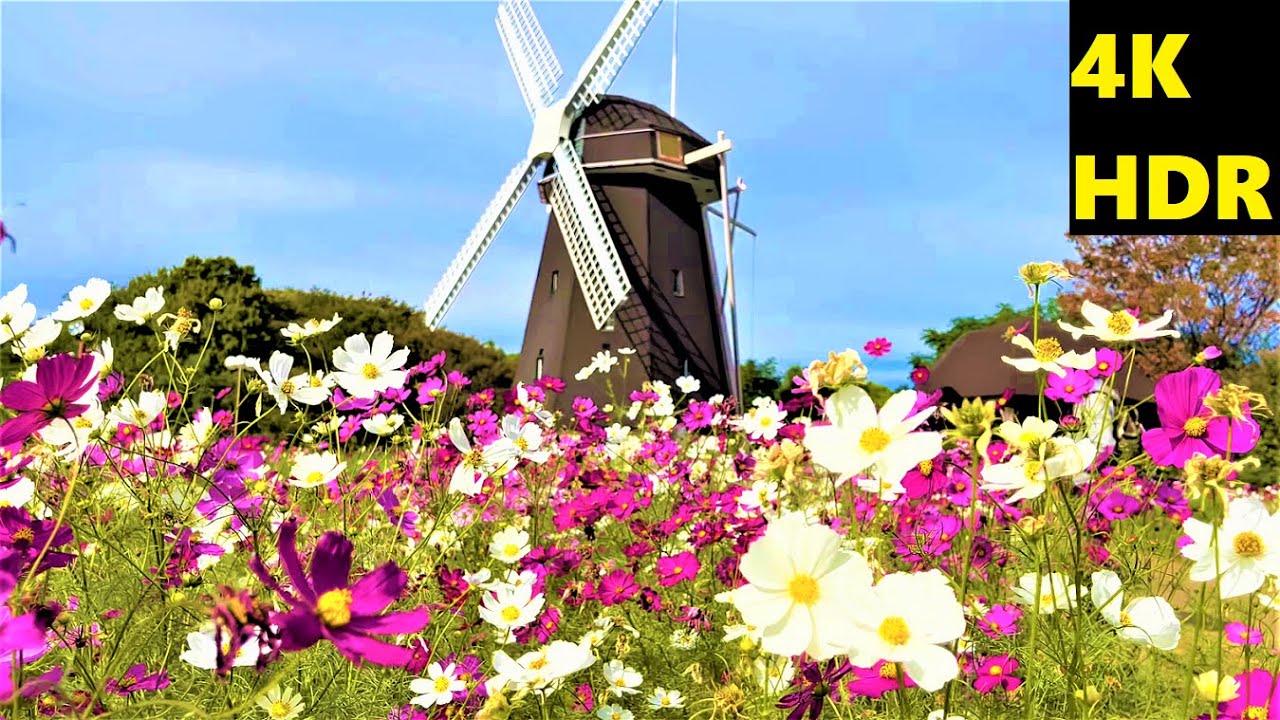 4k Hdr 大阪市 花博記念公園 鶴見緑地 コスモス畑 21 10 24 日 Youtube