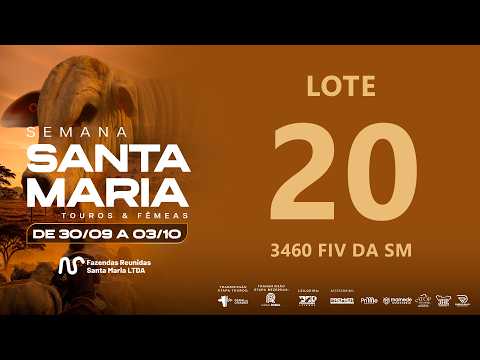 LOTE 20 FSM A3460