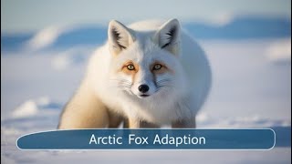 Adaptation In Arctic Fox Adaptation In Animals Science For Kids Science Adaptation For Grade 4