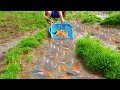 amazing!!! A Lot of beautiful fish at rice field finding KOI fish, red fish for raising
