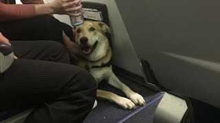 VIDEO: Dog hurts child on Phoenix flight