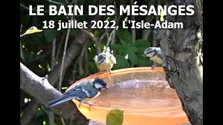 2022 07 18 Mésanges Au Bain. Isle Adam.