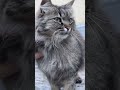 Vitebsk #cats #cat #funnycats #веселыекоты #прикольныекоты #Shorts