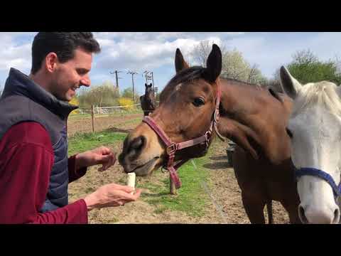 Koně po očkování 🏇 Mariánské údolí 🎠 Kolotoče 🍦Zmrzlina