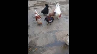 Xoruzdarin Döyüşü