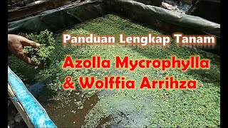 Panduan Lengkap Menanam Azolla Mycrophylla dan Wolffia Arrihza.