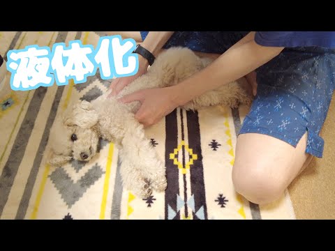 パパに甘えたくて意地でも起き上がらない愛犬の様子がこちら