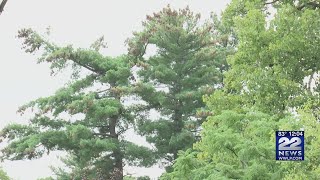 Is your tree at risk of falling? Here's how to know