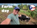 A Day In A Farm In Puerto Rico
