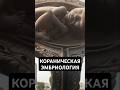Кораническая эмбриология #quran #эмбрион #человек #ребенок #shorts