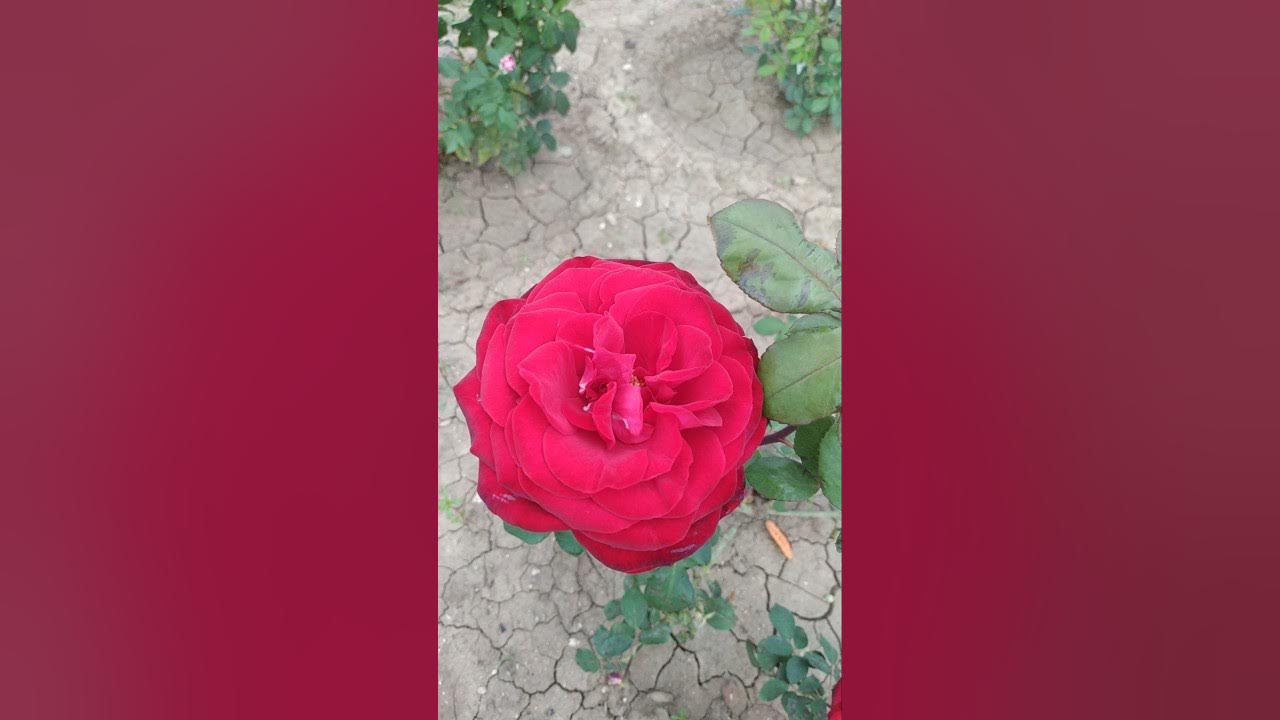 Чайно гибридная роза 🌹 Эдит Пиаф. - YouTube