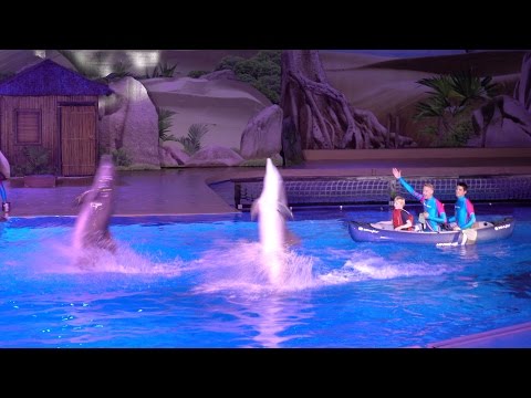 Dolfijnen show Dolphin Bay Adventure Boudewijn Seapark 2016. :)