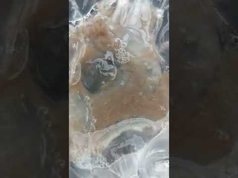 Video: Mor deniz kestaneleri zehirli midir?