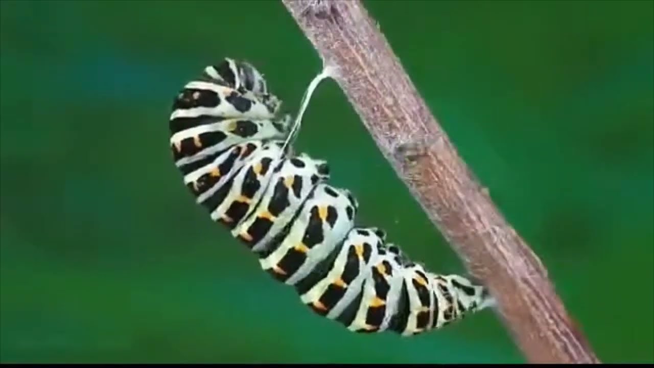 A INCRÍVEL TRANSFORMAÇÃO DA LAGARTA EM UMA LINDA BORBOLETA