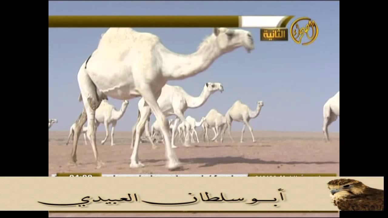 منقية طلق ال روق كلمات عبدالله بن شايق اداء النداوي