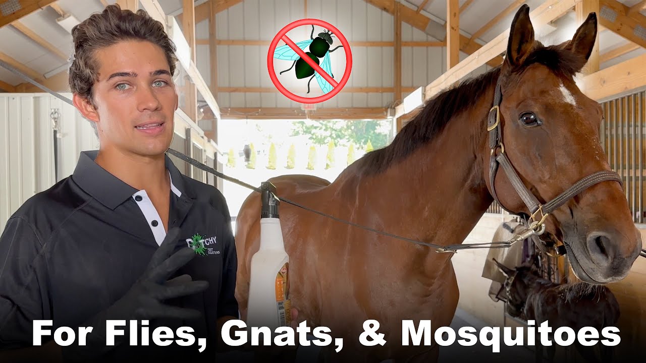 How to Treat Horses for Flies Martins Horse and Stable Fly Spray