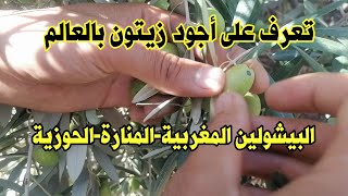 أحسن انواع الزيتون في المغرب /البيشولين المغربية/المنارة/الحوزية