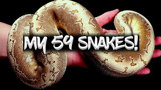 See my Collection of 59 Snakes!