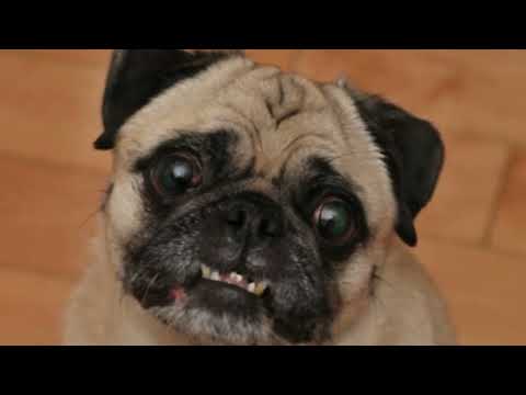 Cuidados Básicos De Higiene Para Nuestro Pug