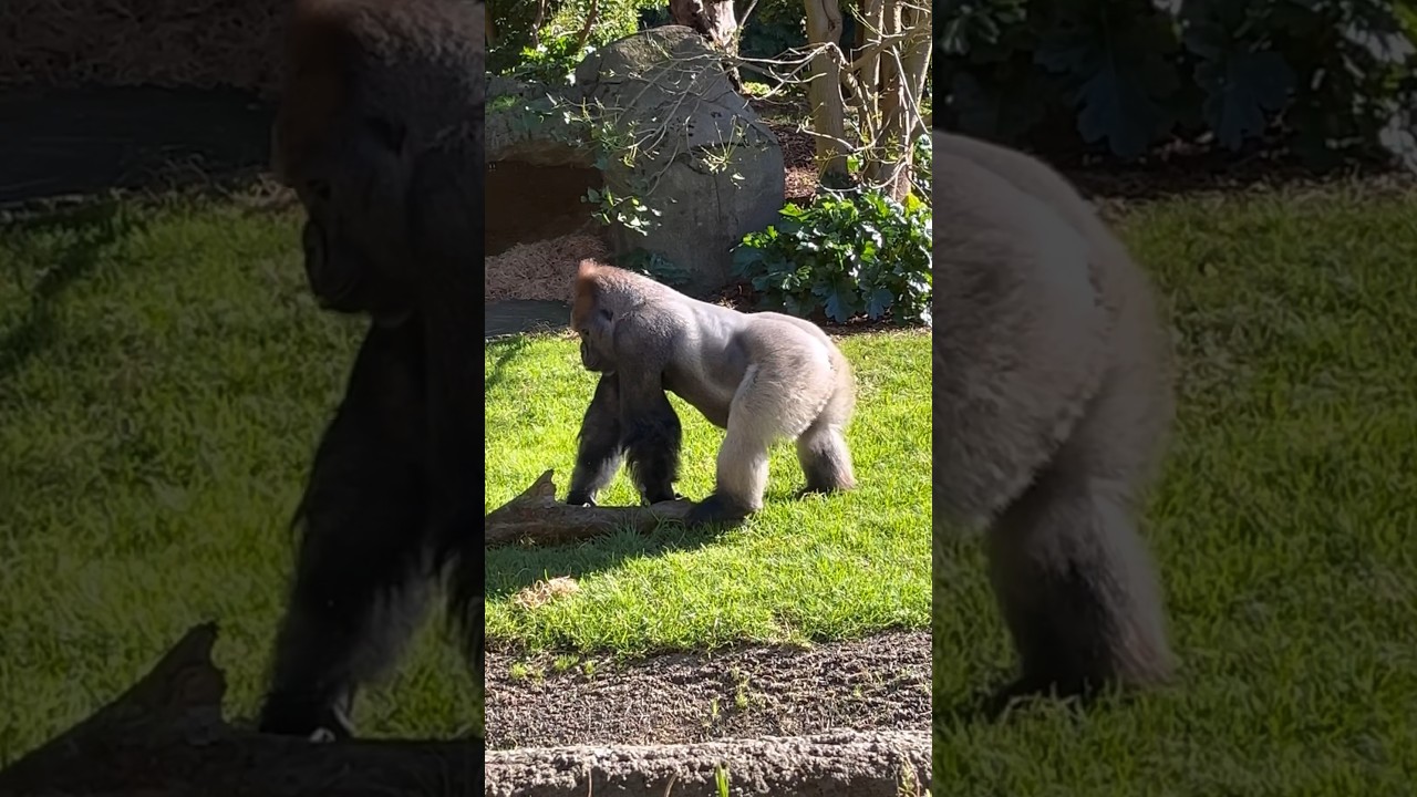 Silverback gorilla will destroy a Leopard 