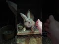 Рыжая остаётся!!!#кролики #кролиководство #shorts